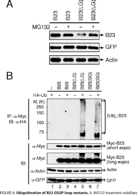 Essential Role Of The B Npm Core Domain In Regulating Arf Binding And