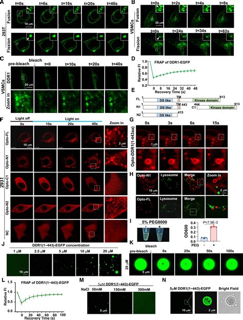 Liquid Liquid Phase Separation Of Ddr Counteracts The Hippo Pathway To