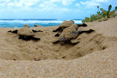 Explore Indialand: The Unique Beaches Of Orissa: Why You Should Visit Them?