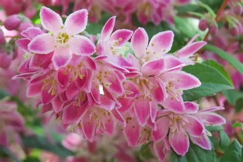 Winterharde Struiken Met Prachtige Bloemen