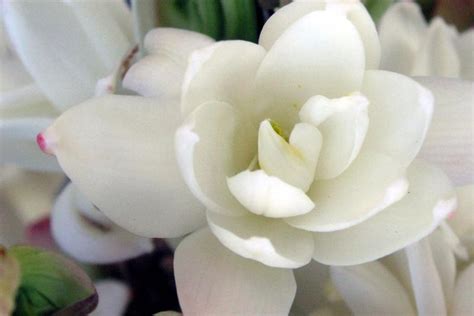 Flowers For Flower Lovers Tuberose Flowers Photos