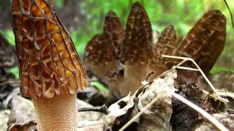 Your guide to Michigan morel hunting | WWMT