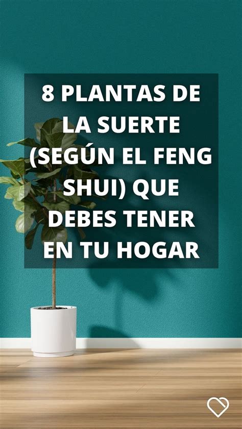 8 Plantas De La Suerte Según El Feng Shui Planta De La Suerte