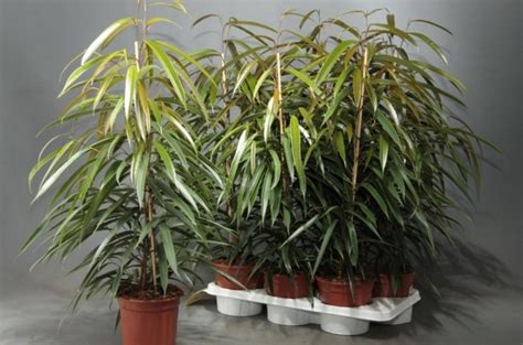 Фикус Али – описание, уход в домашних условиях, виды