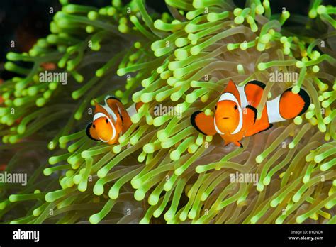 Amphiprion Percula Clown Poisson Clown Alam Batu Bali Indon Sie