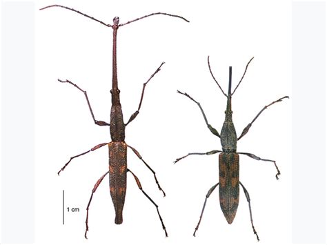 Curculionidae Identification Key