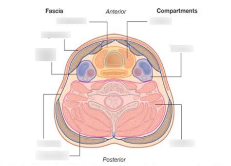 Visceral Compartments And Fascia Diagram Quizlet