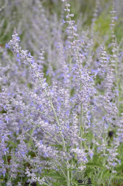 Perovskia Atriplicifolia Lacey Blue Lisslitt Perovskia Obodolistna