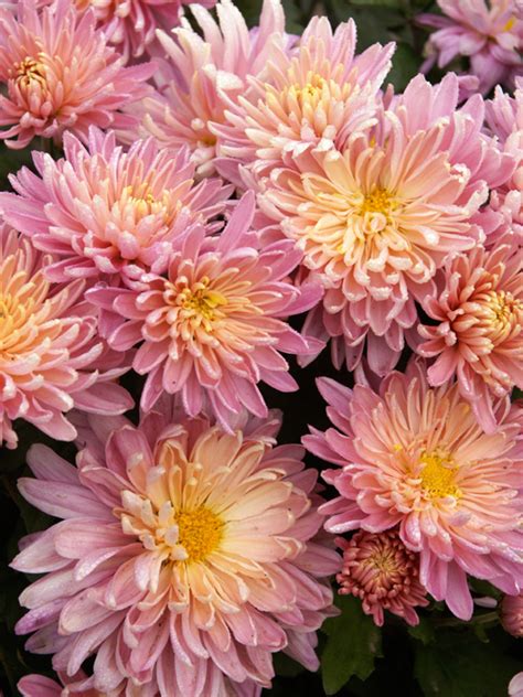 Chrysanthemum Jessica Louise Bluestone Perennials