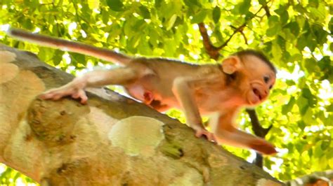 OMG Baby Tiny Monkey SADO Cries Out Hungry Milk When Mom Is Not