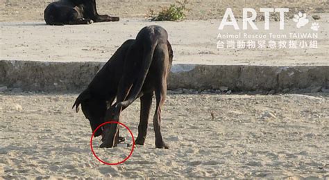 台灣動物緊急救援小組 救援後續 高雄海邊獸夾斷掌浪浪