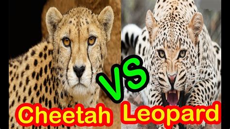 Cheetah Vs Leopard The Difference Between Cheetah And Leopard Youtube