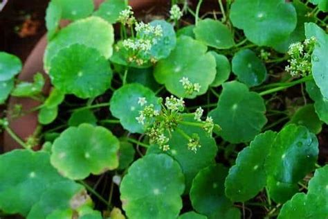 20 Different Types of Weeds Found in Florida - Home Cadet