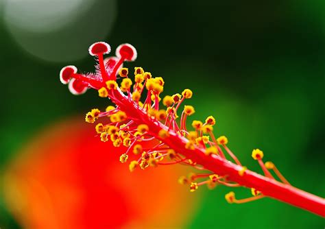 Flor Hibisco Florecer Foto Gratis En Pixabay