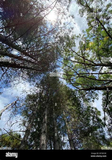 Mira hacia arriba al cielo azul con nubes blancas a través los altos