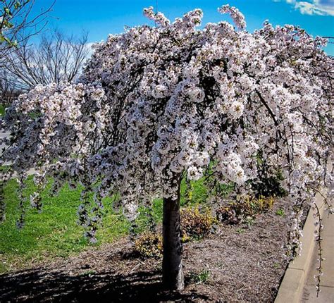 Weeping Snow Fountain Cherry | Wading Manor Nursery