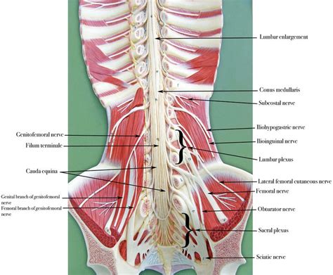 Labeled Spinal Cord Model