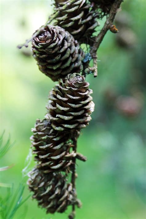 Pine Tree Cones Pictures
