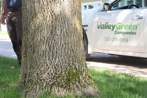 What To Do With An Emerald Ash Borer Infested Tree Valley Green Companies