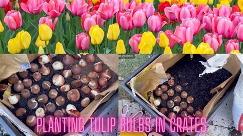 Planting Tulip Bulbs In Crates Gardening Cut Flowers Youtube