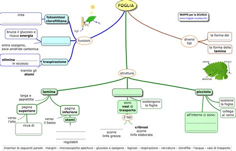 Carico Studioso Stasera Mappa Concettuale Della Foglia Scrivi