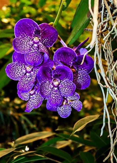 Vanda Orchid: How to Grow and Care For Vanda Orchids