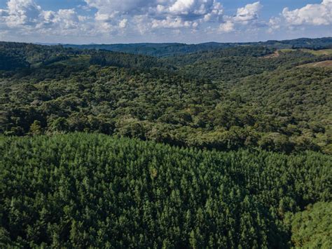 Setor Florestal Paranaense Ter Mapeamento Detalhado Das Reas