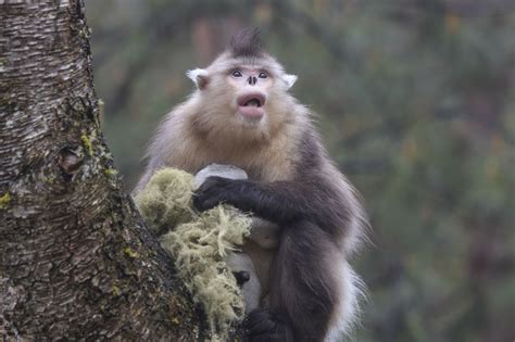 This List of Endangered Monkeys Highlights the Need for Conservation ...