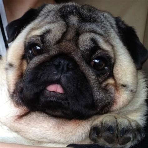 Pin on BUG SHO LUVS PUGS!!