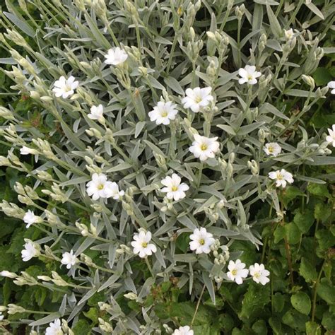 Cerastium Tomentosum Snow In Summer Uploaded By Gingerhen