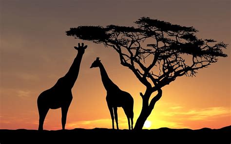 África animales nubes jirafas paisaje naturaleza silueta puesta