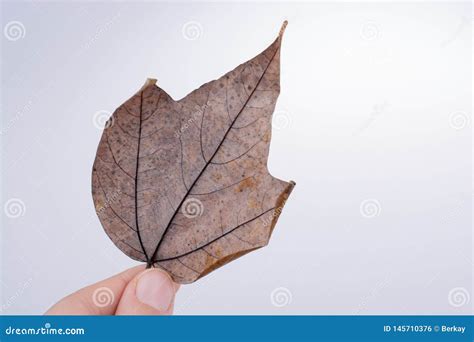 D Sostener Una Hoja Seca Del Oto O En Un Fondo Blanco Foto De Archivo