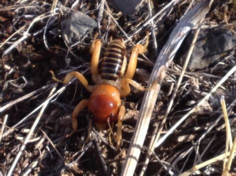 The unusual diet of the cricket animal is quite shocking to many 14