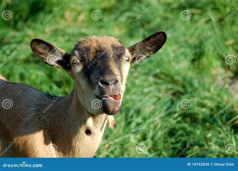 Crazy Goat Stock Photo Image Of Beige Goat Breeding 10742836