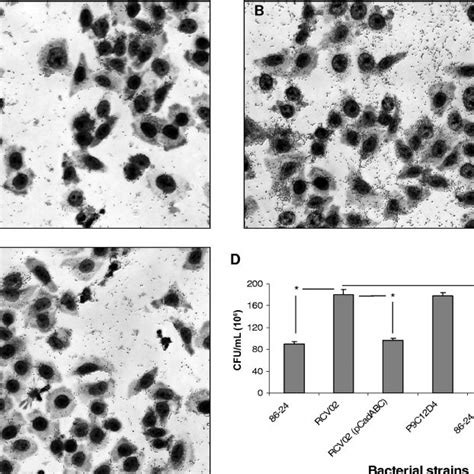 Adhesion To Hela Cells After H Of Incubation Of Ehec O H Strain