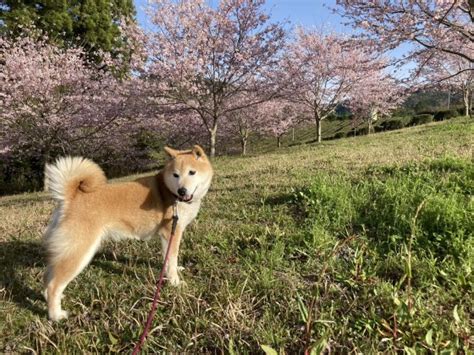 トップページ みなとの磯釣り雑記帳