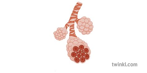 Alveoli Illustration - Twinkl