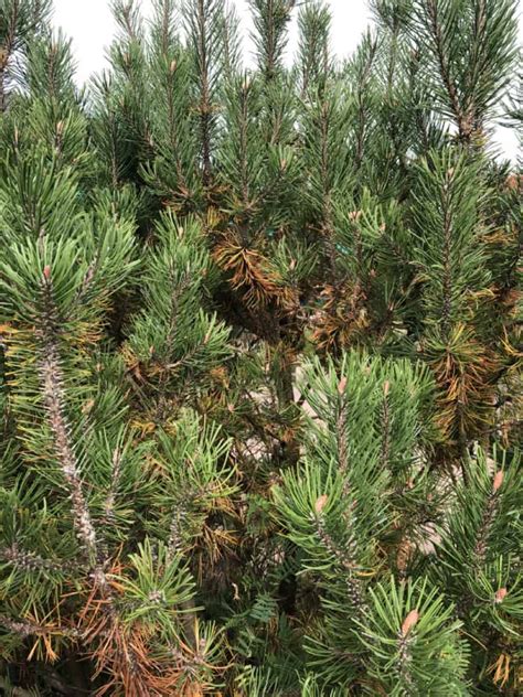 Pine Tree Losing Needles Is Something Wrong How To Tell Hands On