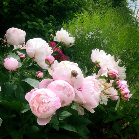 Paulk Peony Garden — Knoxville Botanical Gardens