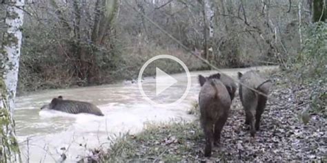 Vidéo Une compagnie de sangliers affronte le fort courant d un cours