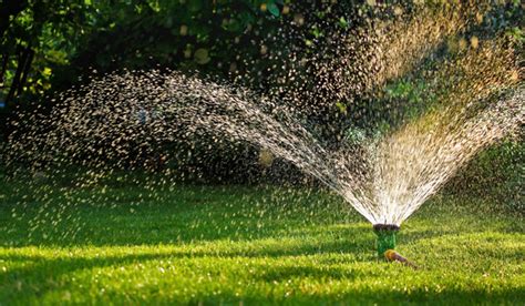 Coniferen Tuinhulp Uw Gratis Online Vraagbaak Voor De Tuin Tuinhulp