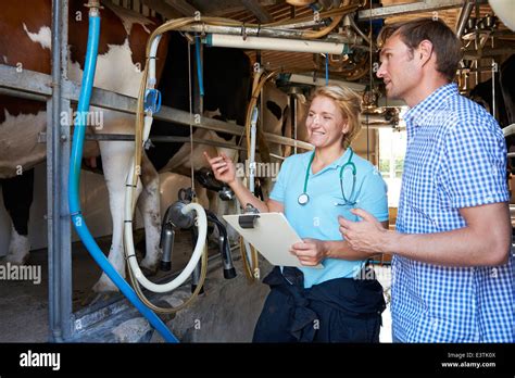 Agricultor Y Vet Inspección De Vacas Lecheras En El área De Ordeño Fotografía De Stock Alamy