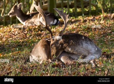 A Fallow Buck Deer With Antlers Rests In The Afternoon Sunat Dunham