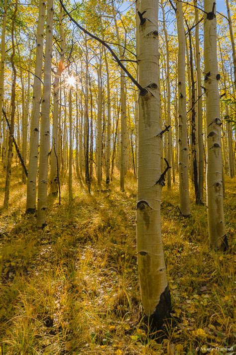 Golden Aspen Grove Sunlight Streaming Through Autumn Aspens