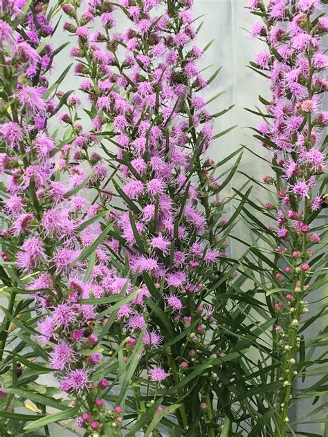 Rough Blazing Star Beaux Arbres Plantes Indigènes Native Plants