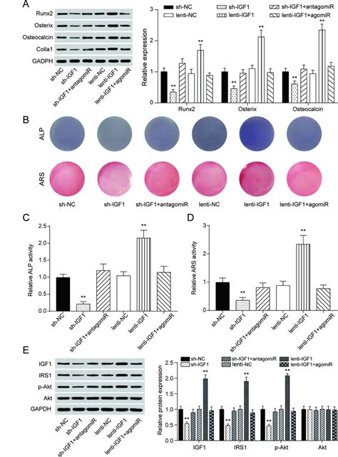 Mir A P Regulated Pdlsc Osteogenic Differentiation Through Targeting