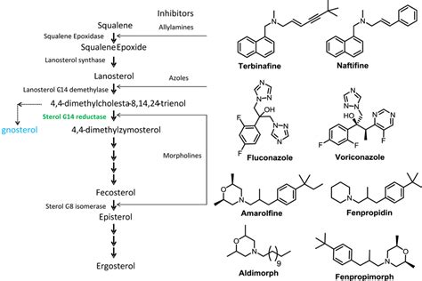 Ergosterol Function