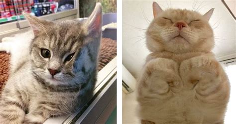 40 Hilarious Photos Showing Why Cats Are Perfect With Glass Tables