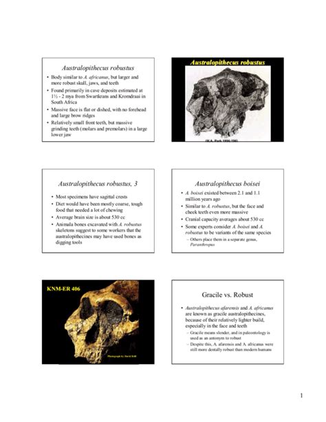 Australopithecus robustus Australopithecus robustus