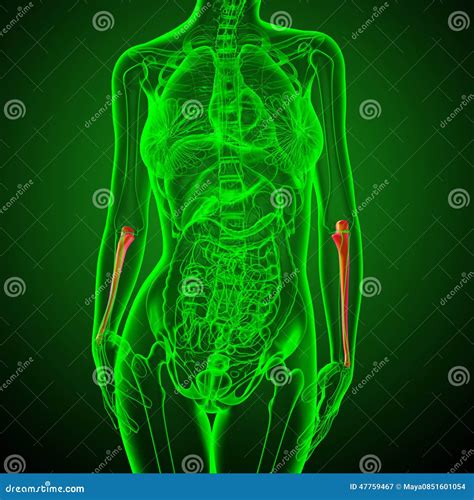 Ulna X Ray Front Or Anterior View Osteology Of The Human Skeleton Arm